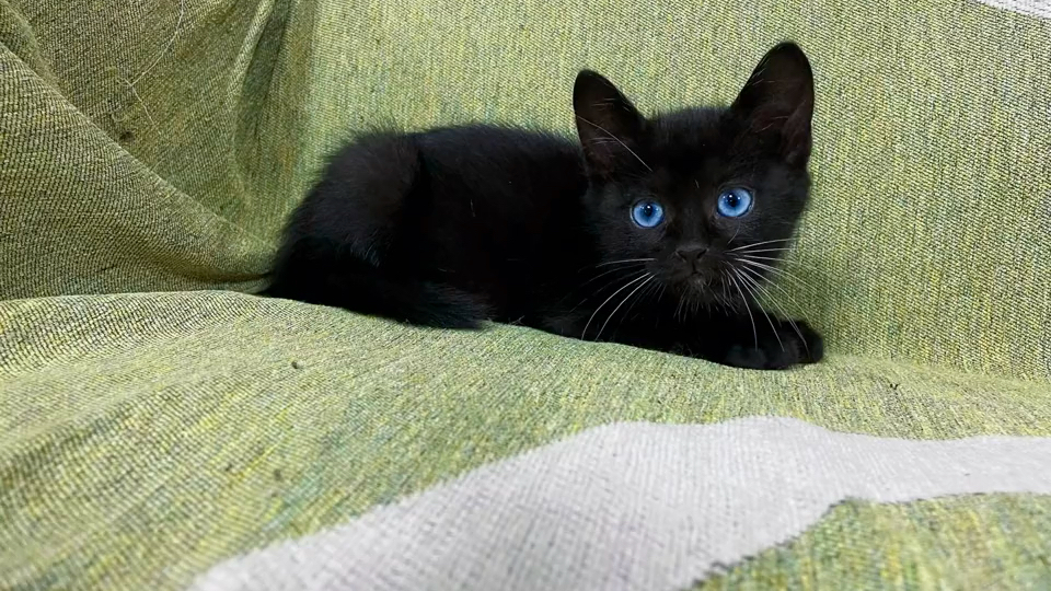 蓝眼黑猫，异瞳黑猫