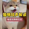 1分钟带你了解10种常见猫咪叫声的含义