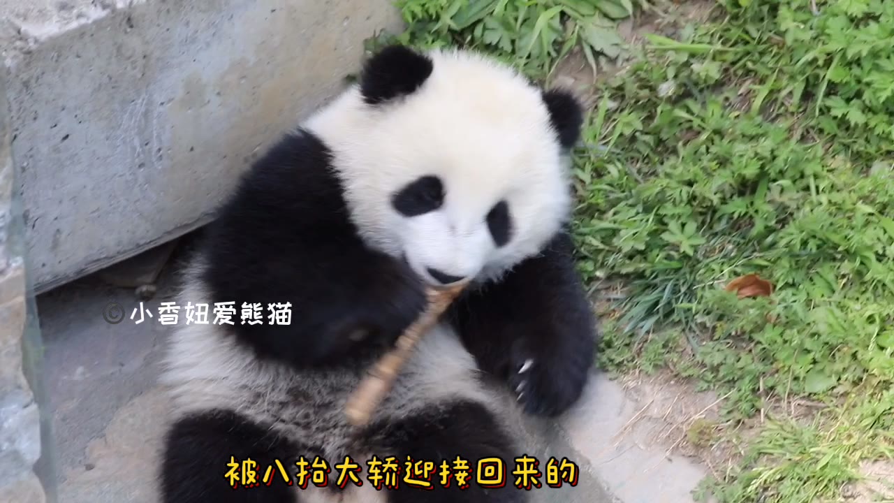 被八抬大轿迎回来的野二代乔兜兜小朋友走的是甜美系可爱风