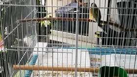 怎么用桶做鸡窝 4c91f3d6bc742b62fa79d7483e5b2ef7418d1057.jpg@280w_158h_1c_100q.jpg