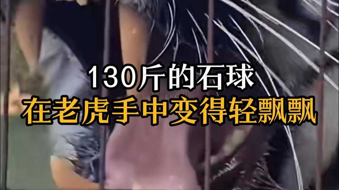 130斤的石球，在老虎手里显得轻飘飘。