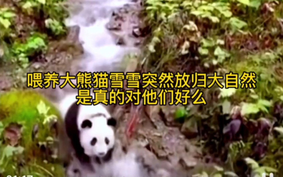 #大熊猫，大熊猫雪雪，又死于放野。一只又一只的死去，喂养大熊猫突然放归大自然，是真的对他们好么？