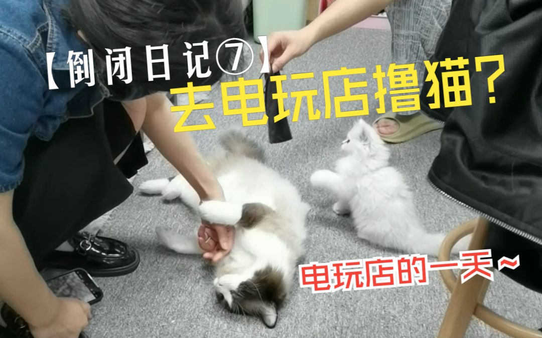 【倒闭日记⑦】游戏不如猫?难道电玩店不如猫咖?哔哩哔哩bilibili