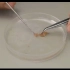 观察蝗虫精母细胞减数分裂装片