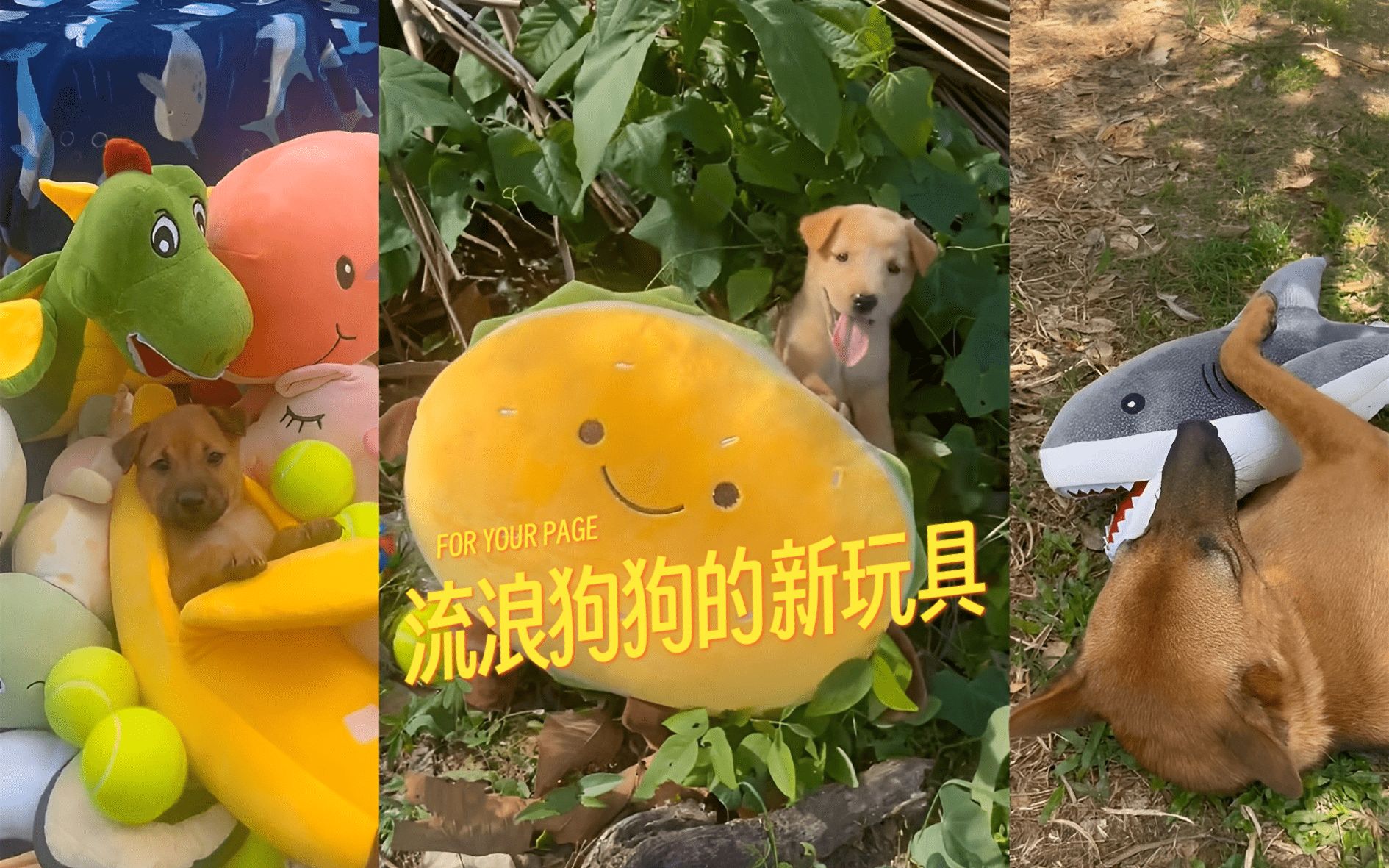 送流浪狗狗它们狗生中的第一个玩具，看得出来它们真的很开心
