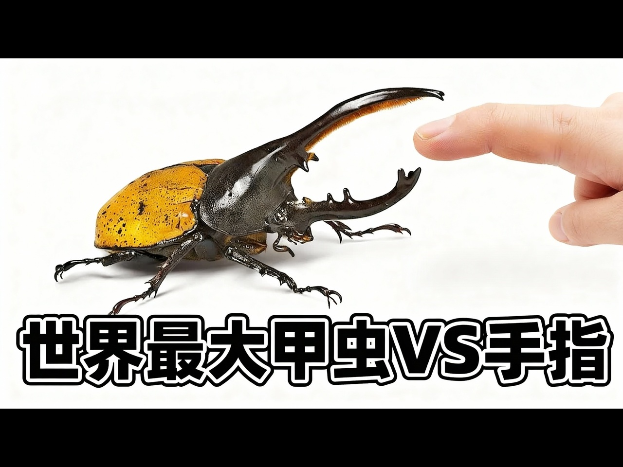 【中配】世界最大甲虫VS手指：测试甲虫力量，还展示猎蝽、蜈蚣、千足虫、鞭蝎等酷虫 - TerraGreen