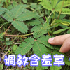 会害羞的植物——含羞草