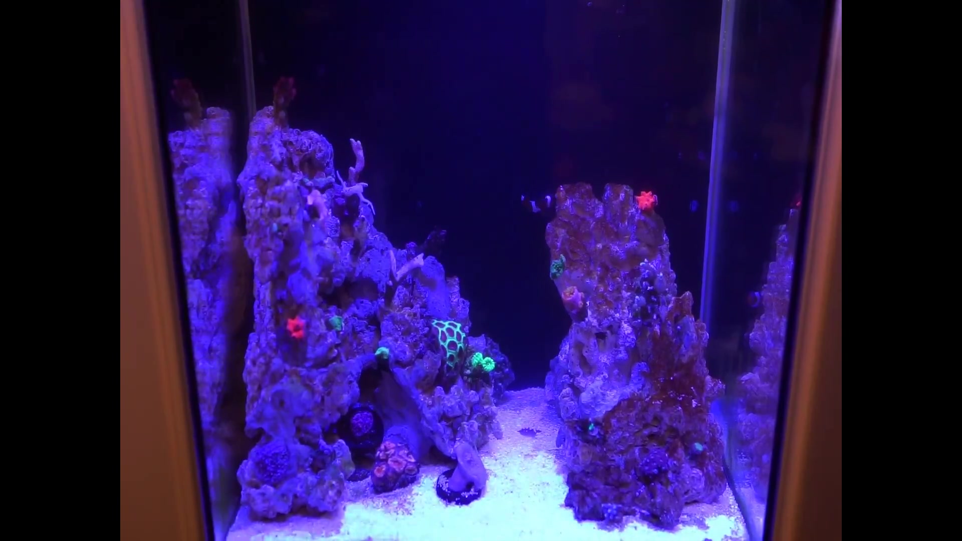 海水缸翻缸失败 开缸的反面典型 海缸日志 哔哩哔哩 つロ干杯 Bilibili