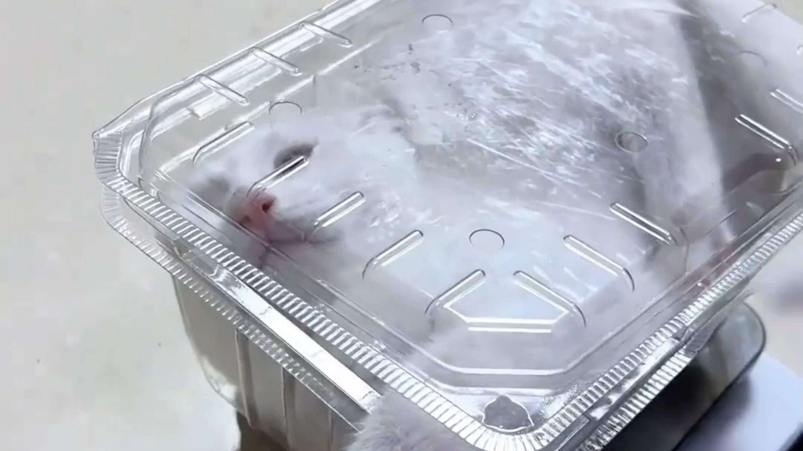当你想给一只活泼的小猫称重时