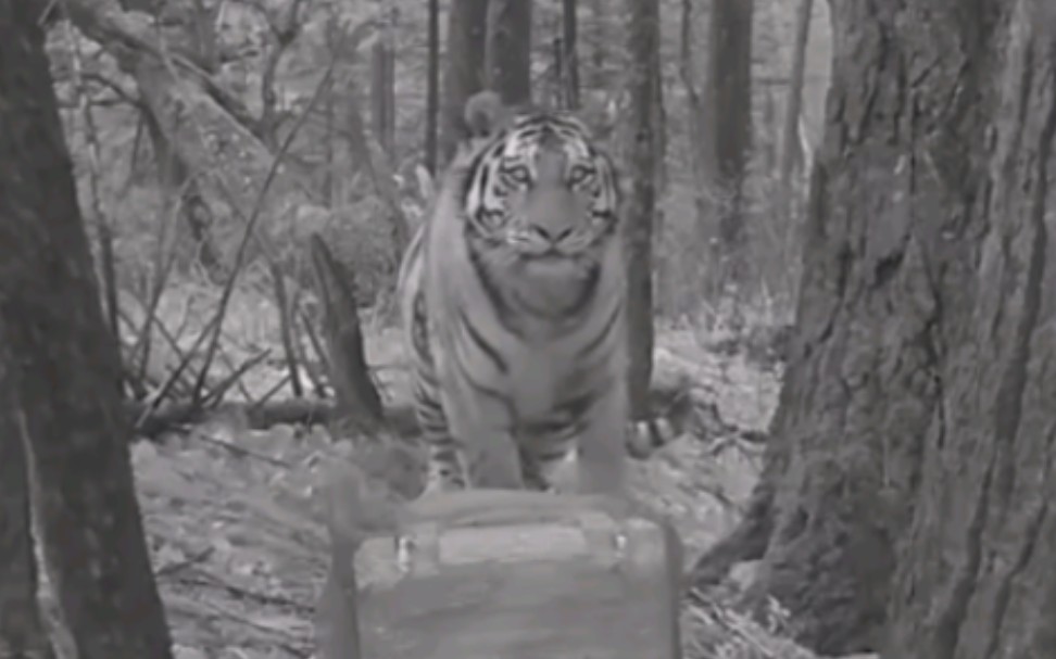 一只好奇的东北虎正试图了解红外相机