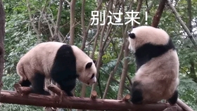 4d5356bc6a610488c154bbfbcaae3d0683b716e0.jpg@280w_158h_1c_100q.jpg