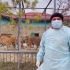 兽医：动物园的老虎应该减肥了