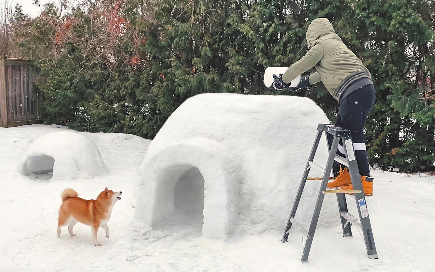 花了一周时间，终于给我家狗造了一个巨型冰屋！