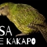 【鸮鹦鹉】濒危的长寿鹦鹉kakapo，她的故事你们听过吗？