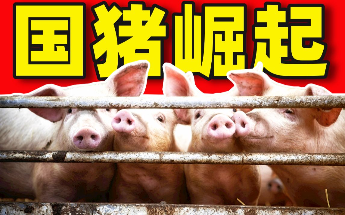 全世界都在吃中国猪？为什么猪肉不香了？中国养猪简史【闲木鱼】