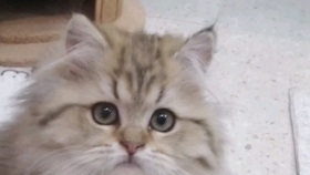 4d7b29438db04347e087dd876bddd81081f84baa.jpg@280w_158h_1c_100q.jpg
