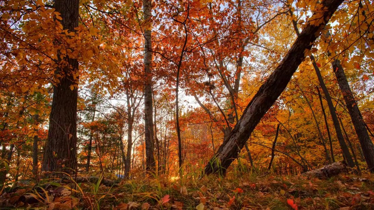 【视频素材】Autumn Skies秋天枫叶的星空阳光透过枫树林延时摄影