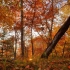 【视频素材】Autumn Skies秋天枫叶的星空阳光透过枫树林延时摄影