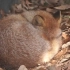 狐狐起床气