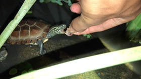 怎么养乌龟长得最快 4ddc463b5ad01031ecd28d9d0673f70b5b306cda.jpg@280w_158h_1c_100q.jpg