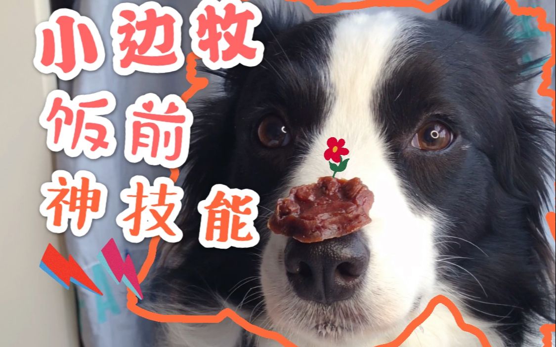 【边境牧羊犬】神技能顶食物，一秒进嘴
