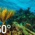 【360°全景VR】探寻加勒比海底的秘密