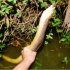 户外野钓：池塘边碰到一条鳝王，背上都长脊了
