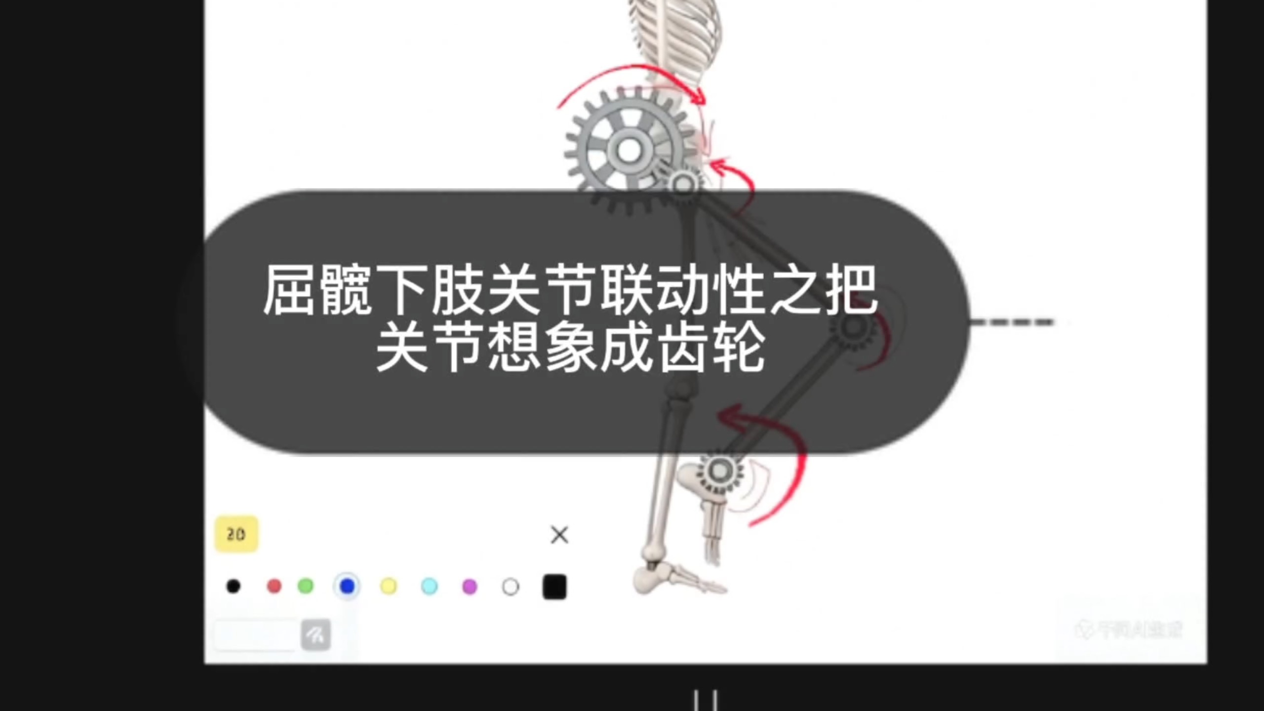 屈髋下肢关节联动性之把关节想象成齿轮