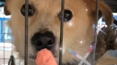 什么是舔狗式友情 4df9a3d1ef32e154636cdc9ade41142bb4889949.jpg@480w_270h_1c