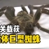 张家港海关对一批原木实施拆箱检疫监管，从中截获一只活体巨型蜘蛛