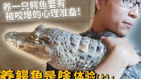 爬宠饲料 4e19cff947af6f80037b5f304edd1c70c3c3dd5e.jpg@280w_158h_1c_100q.jpg