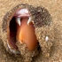 大庆赶海，找到一窝一窝的毛蛤蜊躲在沙子里，张着大嘴合不上