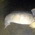 广西蛙人深夜潜水抓鱼，18米深捉到40公分长刺秋，瞬间激动起来