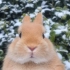 ［侏儒兔］你见过雪地奔跑的小兔子嘛~