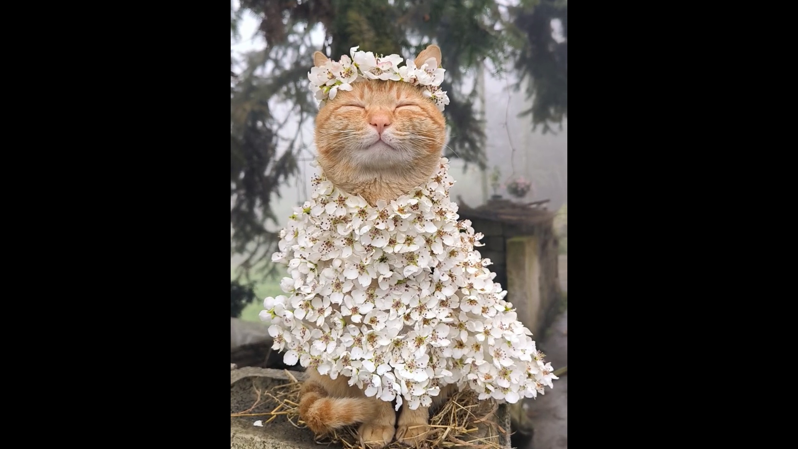 真正的“梨花猫”
