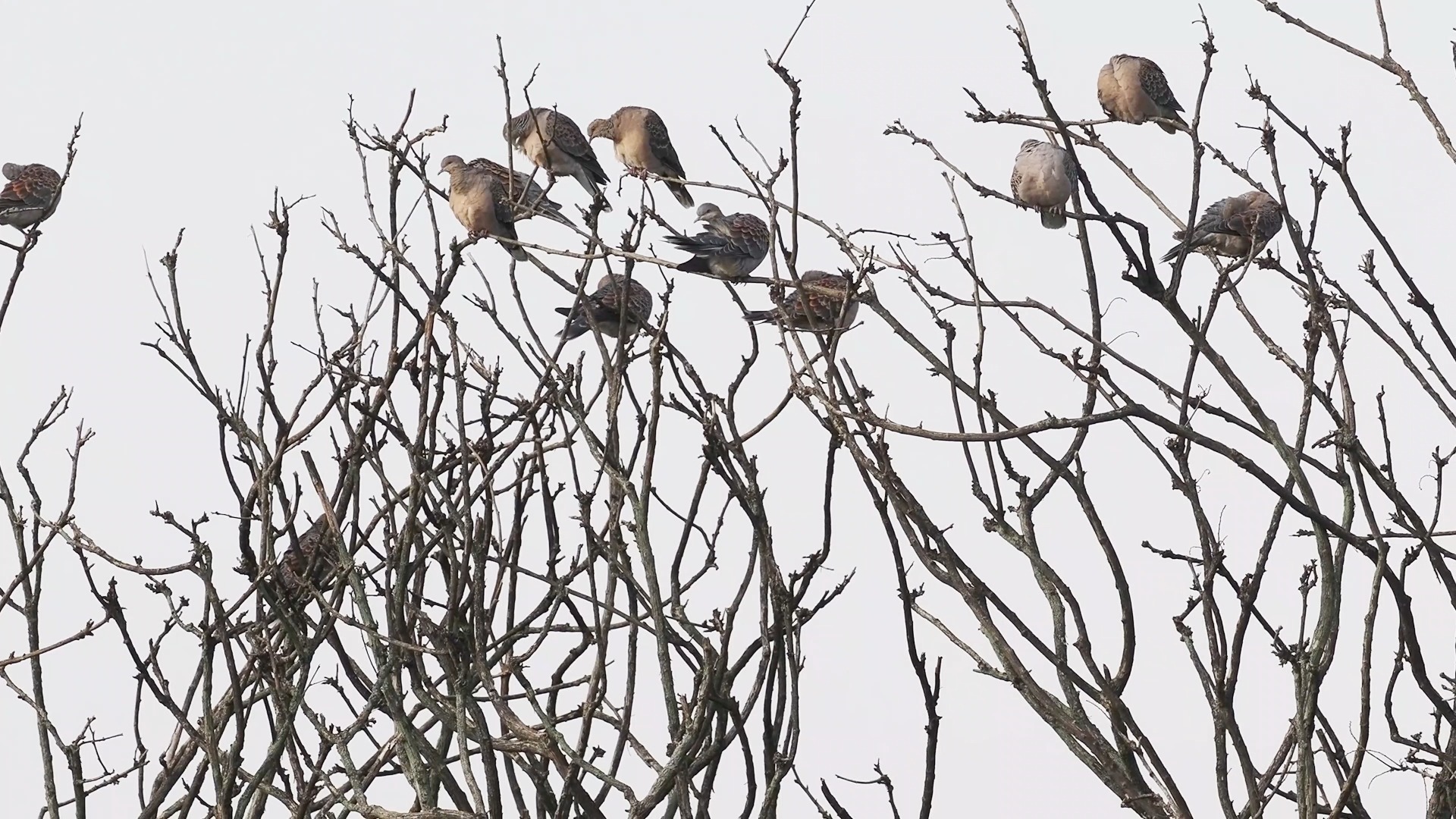 【山斑鸠】开早会。从来没看过这么多的山斑鸠
