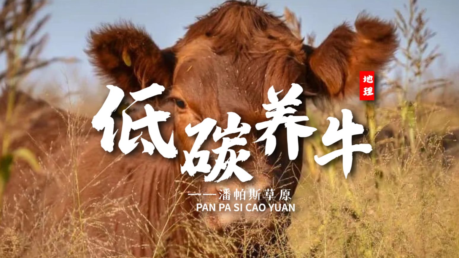 课前三分钟，地理不用愁——潘帕斯草原&低碳养牛【看纪录片学地理】