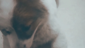 4e983d9099b893873ba14d27ed3a313ec18480af.jpg@280w_158h_1c_100q.jpg