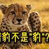 颠覆认知的真相！猎豹根本不是“豹”，只是一个大怂猫