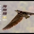 世界上最神秘的鸟—海南鳽