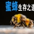 蜜蜂如何采蜜，蜜蜂的成长过程 | 达林and丽娜TV