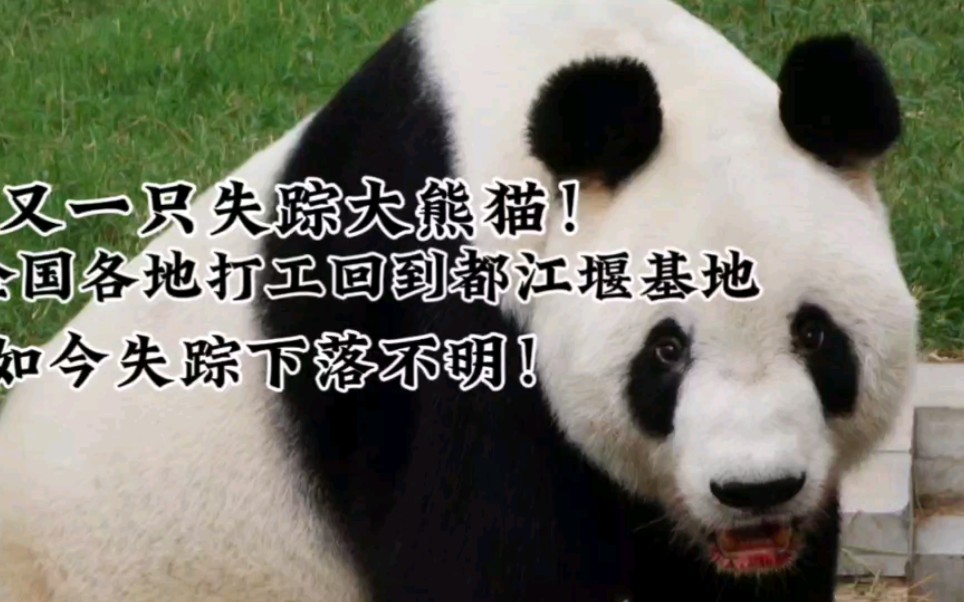 又一只失踪大熊猫，曾全国各地打工，因为被动物园区别对待，饲养员一边抽烟一边投喂，场地脏乱，大熊猫满口鲜血营业。回到都江堰基地后再也没有任何消息！