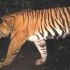 野生的雌性苏门答腊虎被WWF拍到 它正在带崽