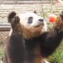 【完结篇】《大话熊猫》第1季 第12话 熊猫个个是影帝