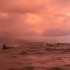 夕阳下的虎鲸群