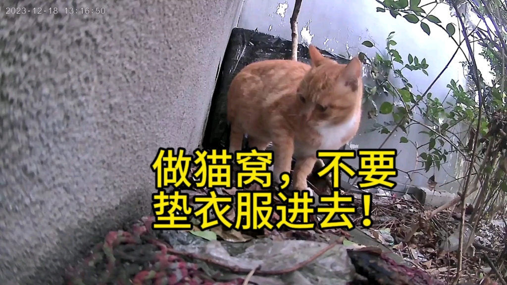 做猫窝，不要垫衣服进去