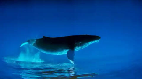 4f4a1c7a933bbdd6189b3a2d43a2ad2855e5fcdf.jpg@480w_270h_1c