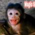 出生十二天的小猴子泰胖，被吓得弹舌：不要吓我