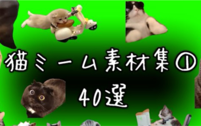 网络各种热门猫猫梗绿幕39载，Including 尖叫猫