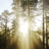 空镜头视频素材 森林阳光光线松树 素材分享
